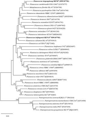 Two novel Planococcus species isolated from baijiu pit mud with potential application in brewing